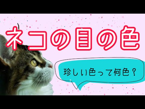 【猫の目の色】珍しい色は？何種類あるの？