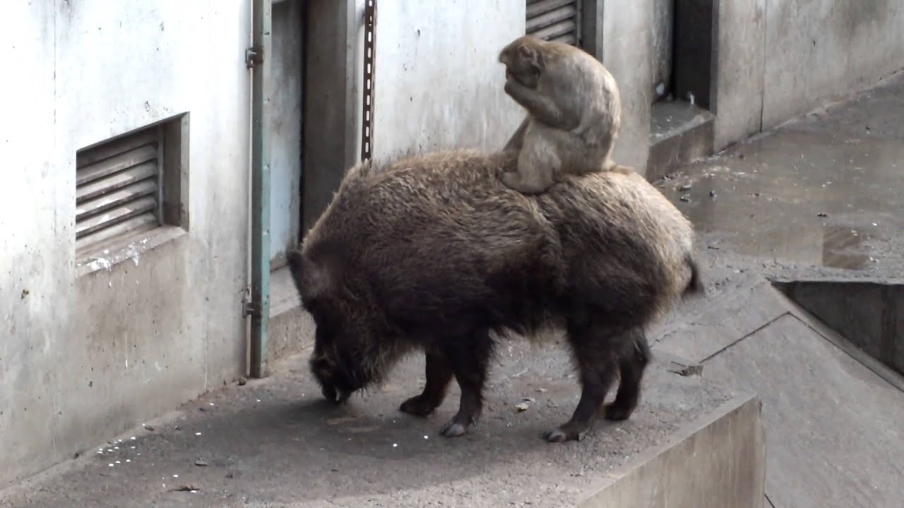 kawaii emoticons Japanese monkey riding a wild boar.イノシシに乗るニホンザル。