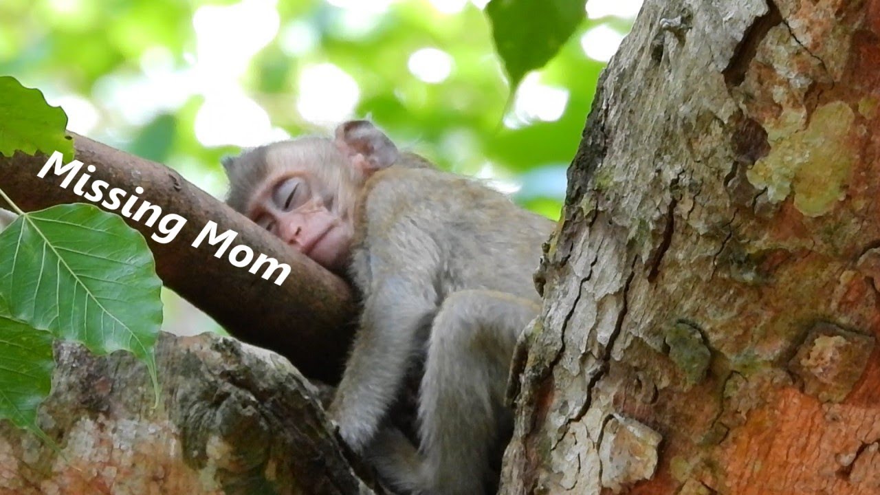 Pitiful Poor Orphans Baby Monkey Brandi She Lost Her Mom Bridget And She Really Miss...