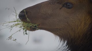 Why Oregon lets you feed wild elk on Jewell Meadows tour