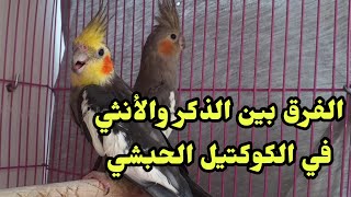 الفرق بين الذكر والأنثى في الكوكتيل الحبشي