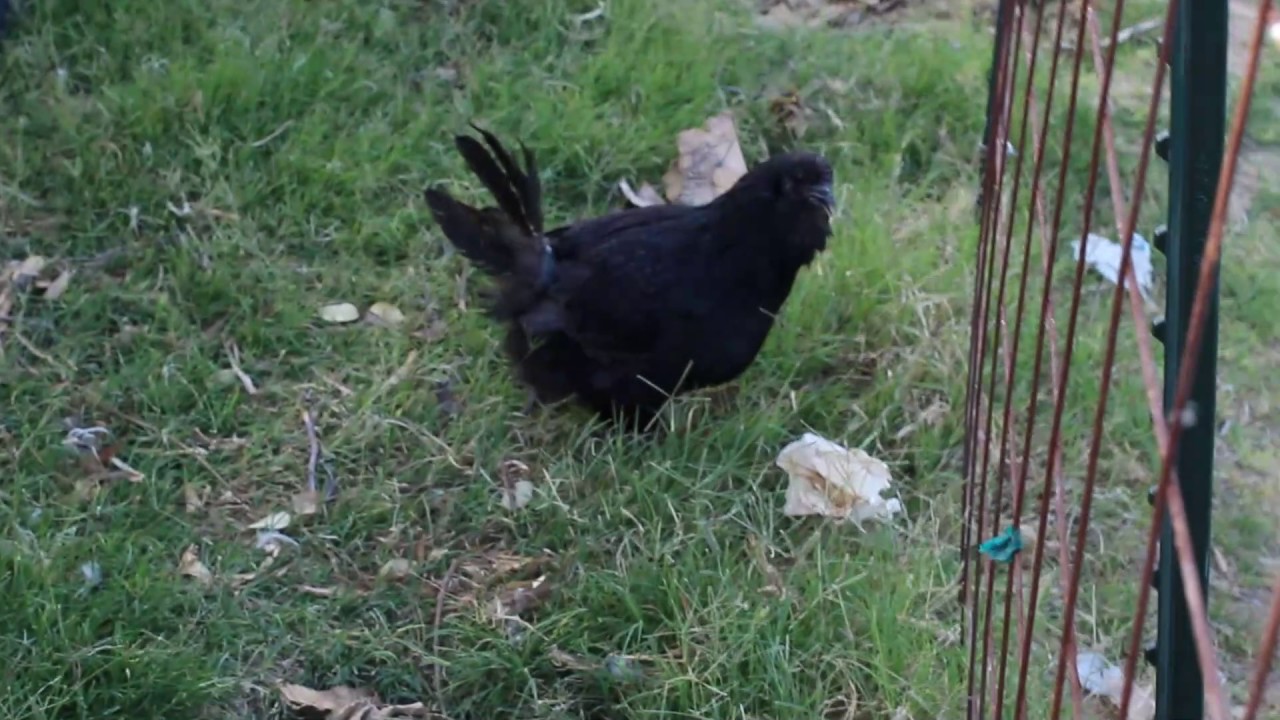 Two New Black Exotic Hens Mixed Breed Ayam Cemani/ Easter Egger
