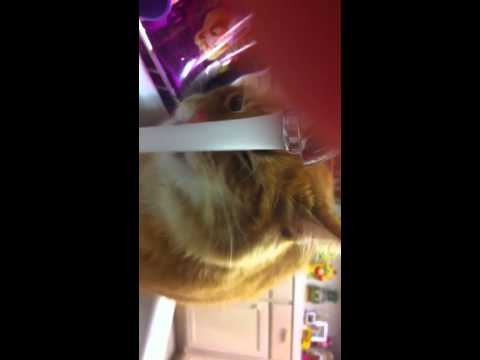 Ginger cat drinking from faucet