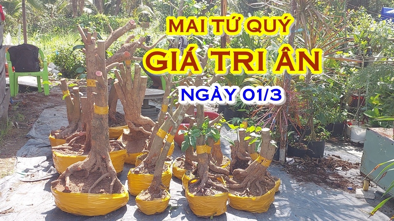 CHỊ UYÊN 📲 O8627O9682 GIÁ TỐT - MAI TỨ QUÝ DÁNG ĐẸP GIAO LƯU NGÀY 01/3  @MAIVANGNAMBO