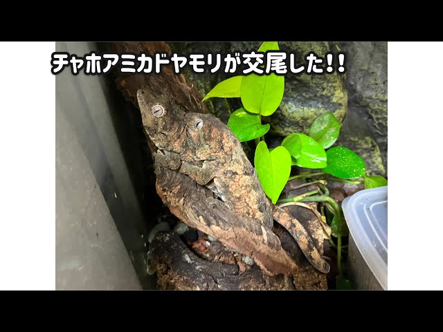 Chahoua geckos are mating!! [Rhacodactylus chahoua] - YouTube