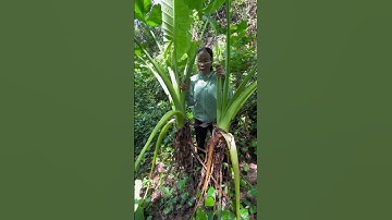 Công dụng củ ráy chửa bệnh gút viêm đa khớp #nhathuoc #xuhuong #nhathuocbinhminh