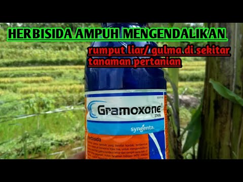Cara Menggunakan Herbisida Gramoxone Ampuh Mengendalikan Rumput Liar Dan Gulma - Youtube