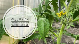 Высадка помидоров в грунт | профилактика и борьба с медведками