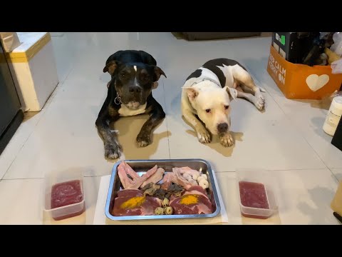 🐶🐶Oli&nomy: Pit Bulls VS.🍖🥩RAW Food [ASMR] MUKBANG犬が生の肉を食べる [咀嚼音] Dog VLOG | JULY/02/2023