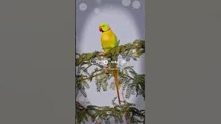 Bol Re Mitthu Tapat Kuru 😍❣️💫 #cgsong #cggeet #cg #cgart #cgviral #cgtrending #cgstatus #cg160fan