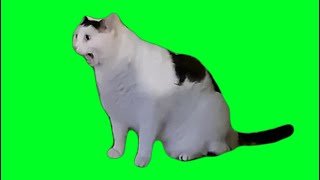 Huh Cat Green Screen