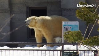 Polar Bear Baby くぐって遊ぼ ララトンネル　ホッキョクグマの赤ちゃん
