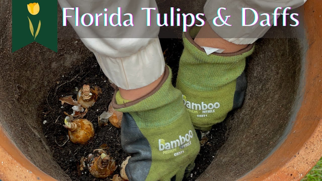 First Attempt at Tulips in Florida 9B YouTube