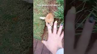 #afrikaans #funny #friskimarizki #fitness #debriefing #fyp #shorts