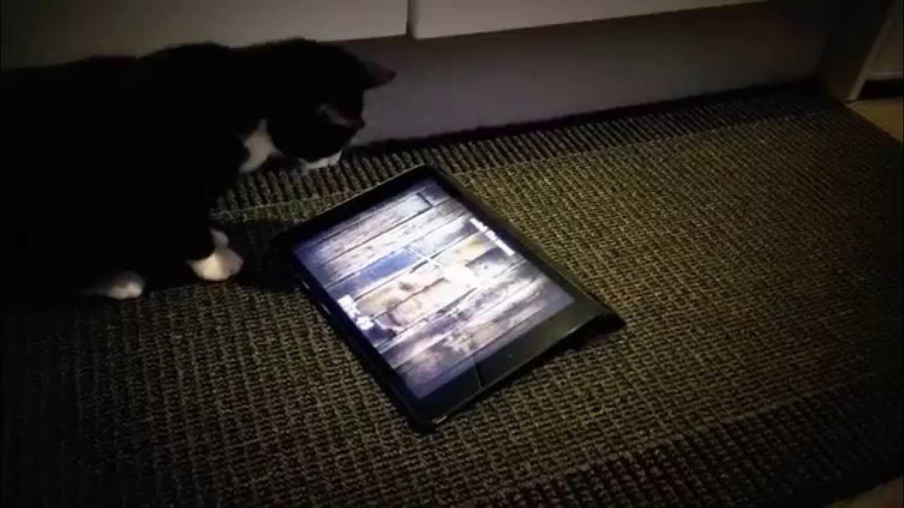 Cat catches mouse on iPad YouTube
