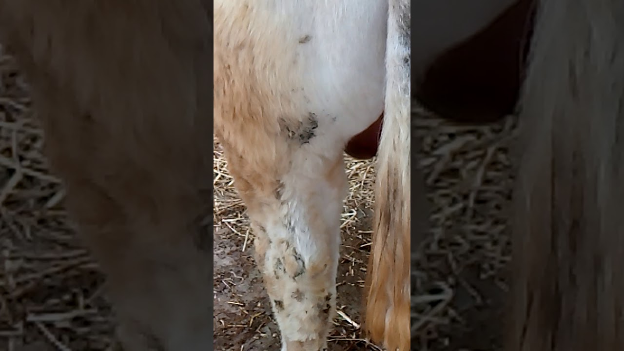Qu'est Ce Que La Bile De Taureau Choix et préparation du taureau à la récolte du sperme - YouTube