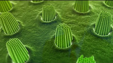 Loss Of Inner Ear Hair Cells - Dept. of Otolaryngology & ColumbiaDoctors
