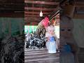 Best Video Of CUTE Sokhaa And Fun ADORABLE Animal WILL MAKE YOU SMILE Short Best Video Of CUTE Sokhaa And Fun ADORABLE Animal WILL MAKE YOU SMILE Short