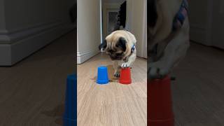 Smart Dog? #pug #dog #smartdogs #smartdog #shorts #trendingonshorts