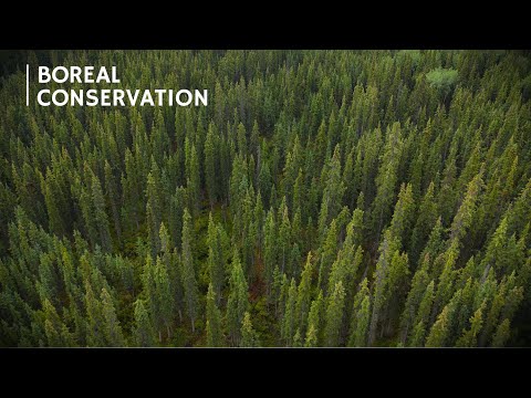 Video: Hoeveel bomen zijn er in het boreale bos?