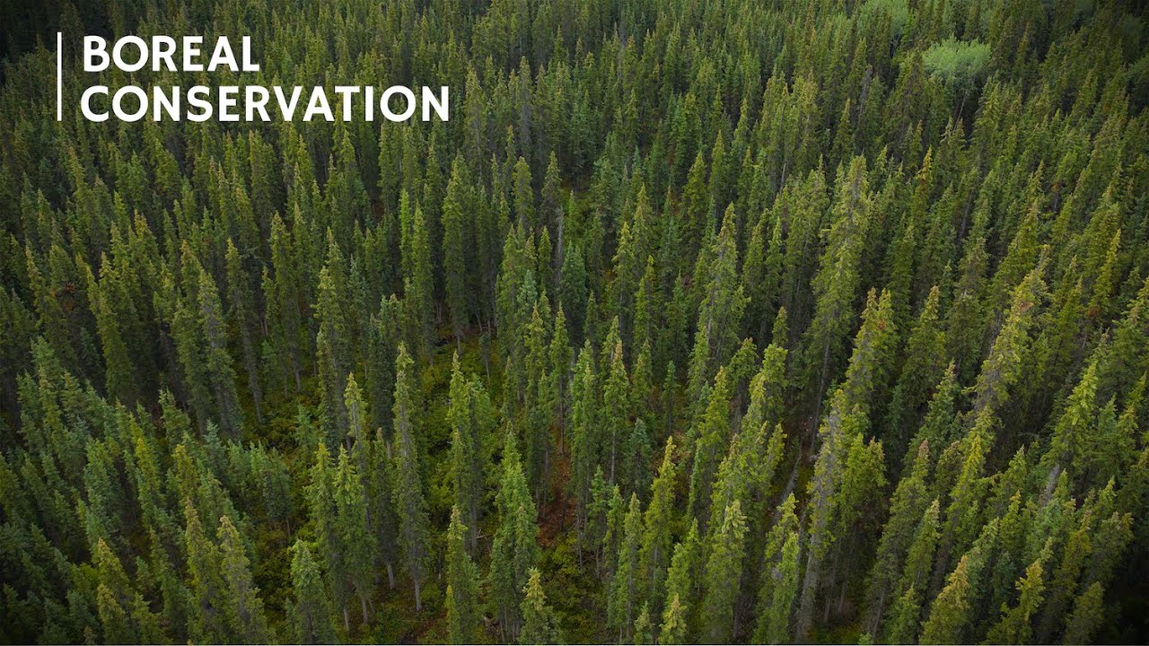 How Many Trees are in the Boreal Forest? YouTube