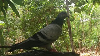 ලංකාවේ වැඩිම ටයිමින් වාර්තා කරන tiplar පරවි /tiplar pigeon in srilanka