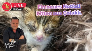 Ein neues Notfall Kitten aus Çolaklı.