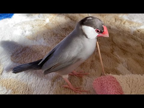 文鳥　あずき　初つまようじ遊びの様子