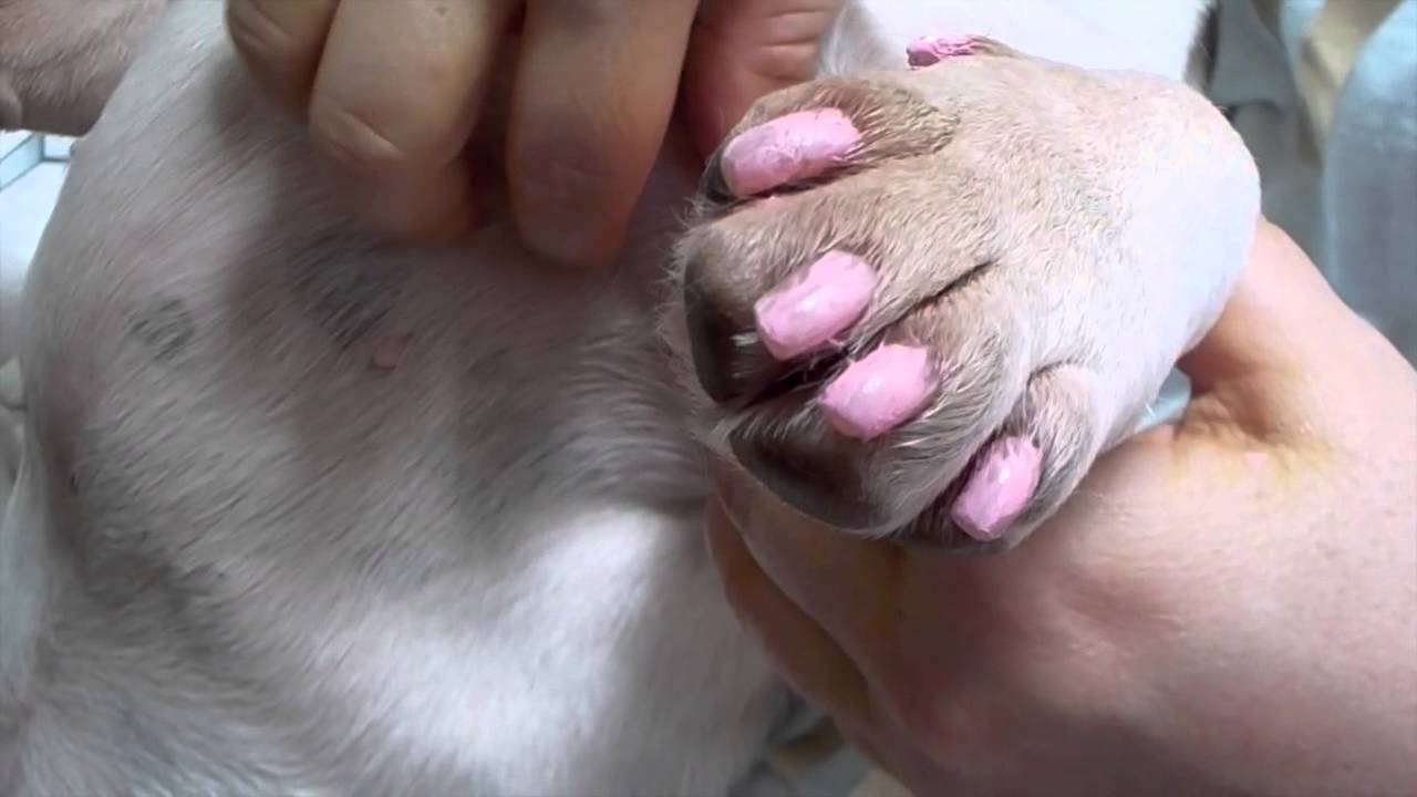 Attempting to paint Petunia the French Bulldogs' nails..... YouTube