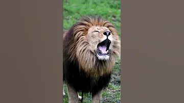 श र क दह ड Sher Ki Dahad Lion Sounds Sher Ki Awazll Shorts Wildanimals Lion 