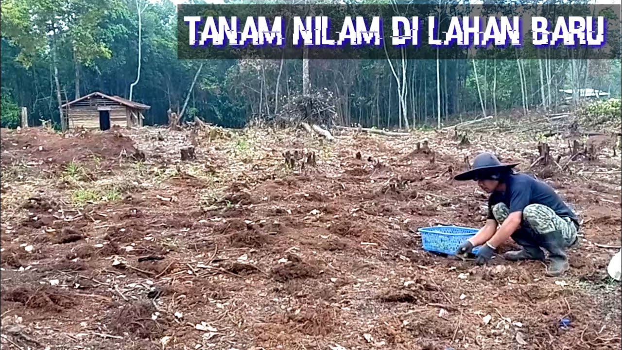 Menanam Nilam Di Lahan Baru Cara Tanam Nilam 