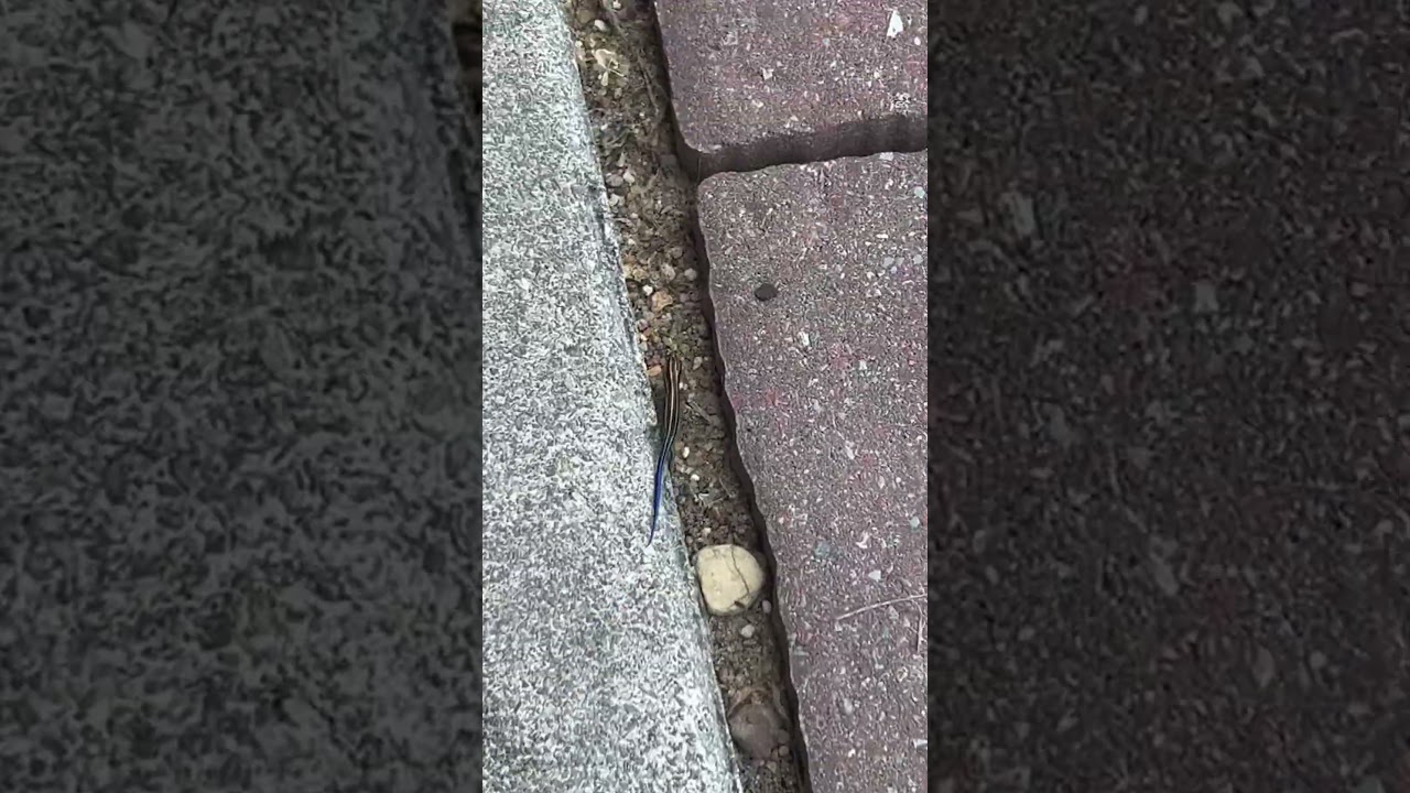 Lizard THINKS He’s a Race Car #lizard #carsounds