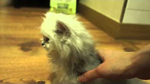 Watch the video about Baby Munchkin, the cutest kitten