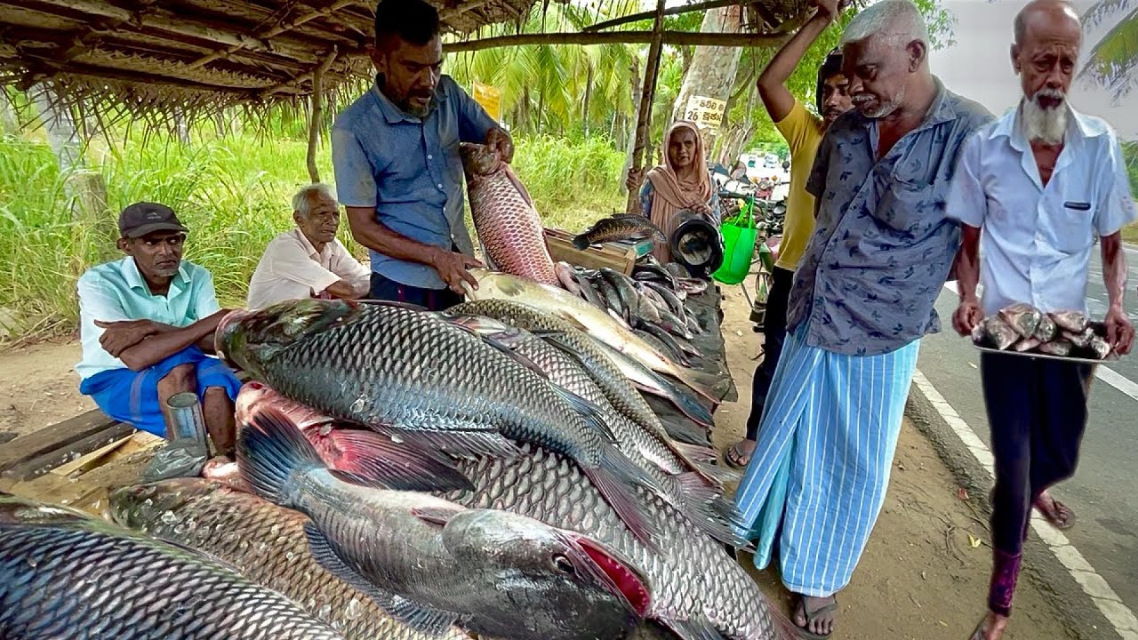 OMG!!! Discovering Sri Lanka's Most Mysterious Freshwater Fish Market