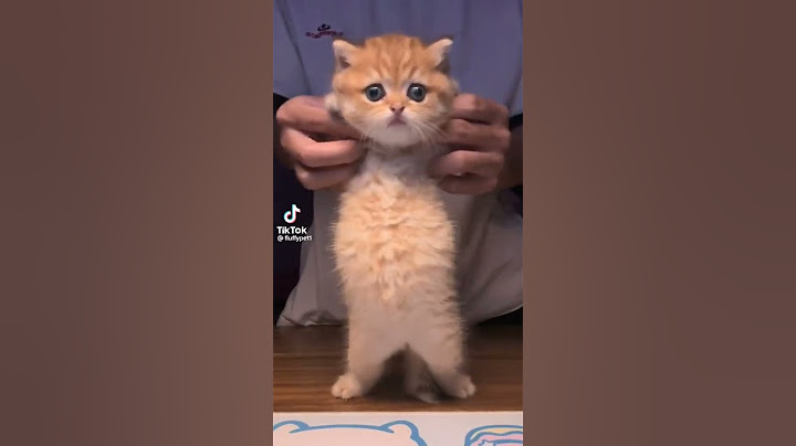 Gato dançando