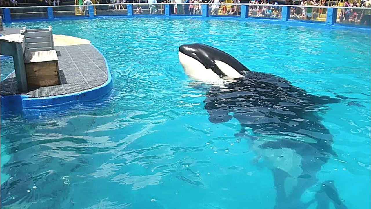 This Lonely Marine Park Orca Is Sick And Drugged Up To The Point Where She Can Scarcely Even See