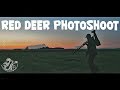 Wildlife photography - Red deer in the South part of Sweden