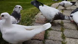 Иранские голуби,приучаем молодых к месту