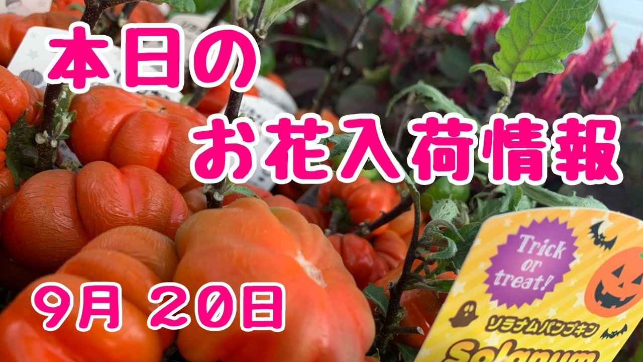 本日のお花入荷情報 ソラナムパンプキン ケイトウ孔雀アスター Youtube
