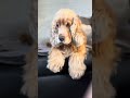 Life of Fido i am a cutie pie