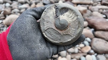Sandsend fossil hunting