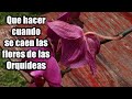 Que Hacer Cuando se Caen Las Flores de las Orquideas