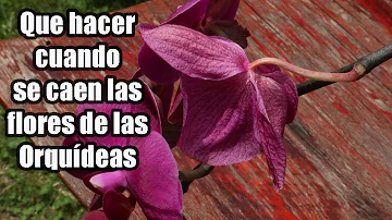 ¿Se arrancan las flores muertas de una orquídea?