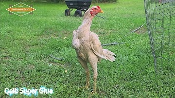 Qaib Thai Super Glue I Five Month l ไก่ชน l Shamo I Pakoi l Ganoi l Aseel I Ayam I Brazilian l