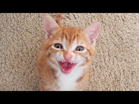 smart-kitten-talks-to-owner!