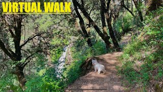 VIRTUAL DOG WALK: Waterfall Exploration With Nature SOUNDS