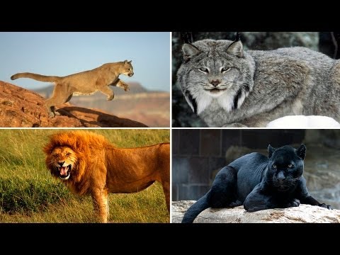 Büyük Kediler ve Kükreme Sesleri