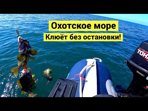 Штилевое Охотское море. Клюёт без остановки!