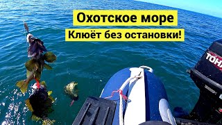 Штилевое Охотское море. Клюёт без остановки!