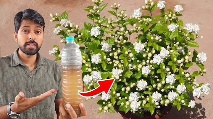 Use this Fertilizer on Mogra Plant | Banana peel Fertilizer & Bio Enzyme